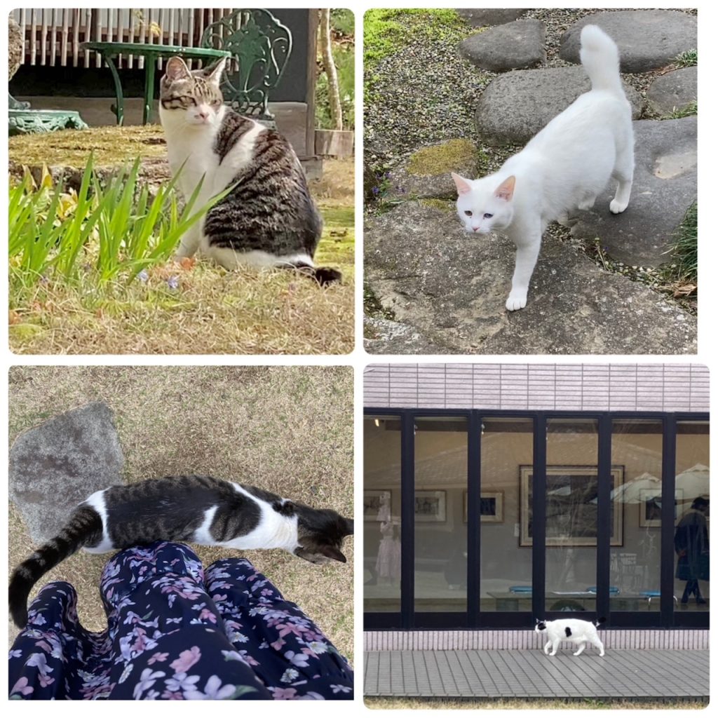 松山庭園美術館の猫たち